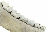 Pleistocene Fossil Deer (Odocoileus) Jaw - Florida #265342-2